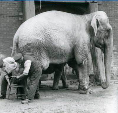 Éléphant indien adulte femelle, Assam Lukhi avec le gardien Charles Eyles, se faisant tailler les pieds au Zoo de Londres, septembre 1923 - Frederick William Bond